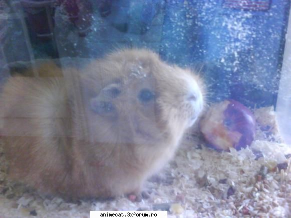 aveti animal de companie ? yo am un porcusor de guinea pe care-l cheama poffy animalutze
